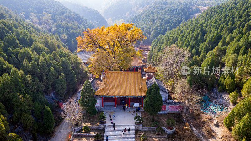 山东济南淌豆寺秋天黄色千年银杏树叶美景