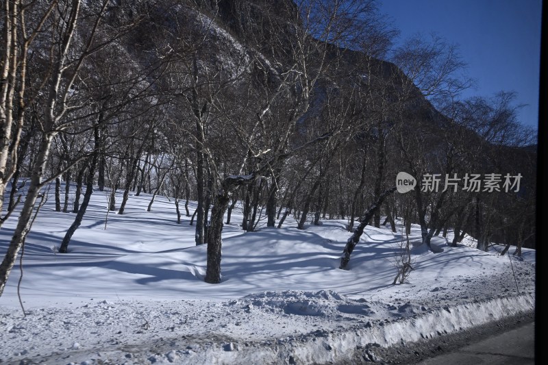 雪地中树木林立的冬日山林景象