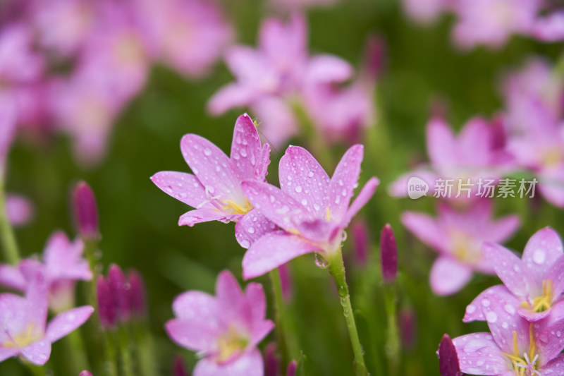 粉色的风雨兰花海