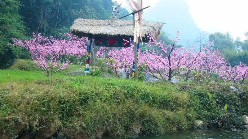 桃花树风景自然