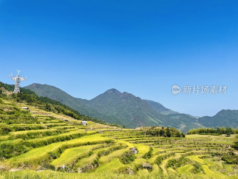 丽水云和梯田水稻稻田风光