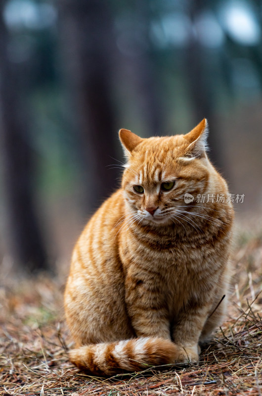 北京颐和园猫