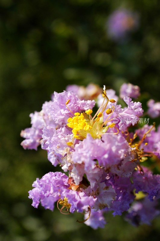 阳光下的花卉特写