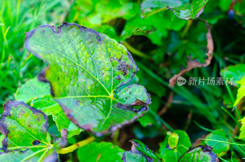 雨水中亮绿色的叶子，叶片残缺