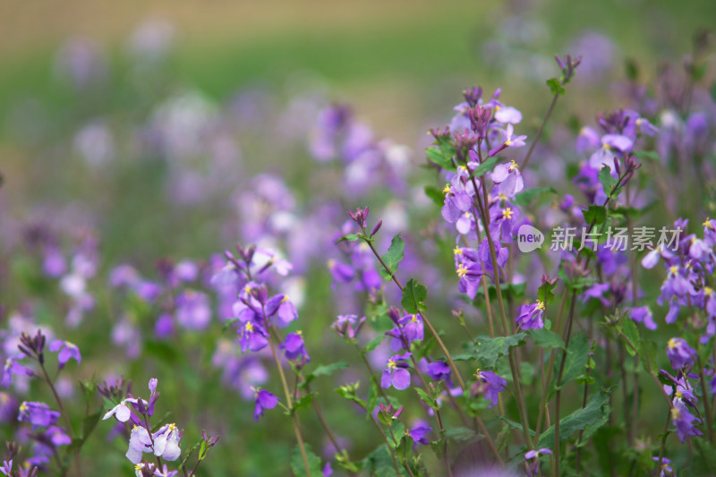 常见春天野花诸葛菜