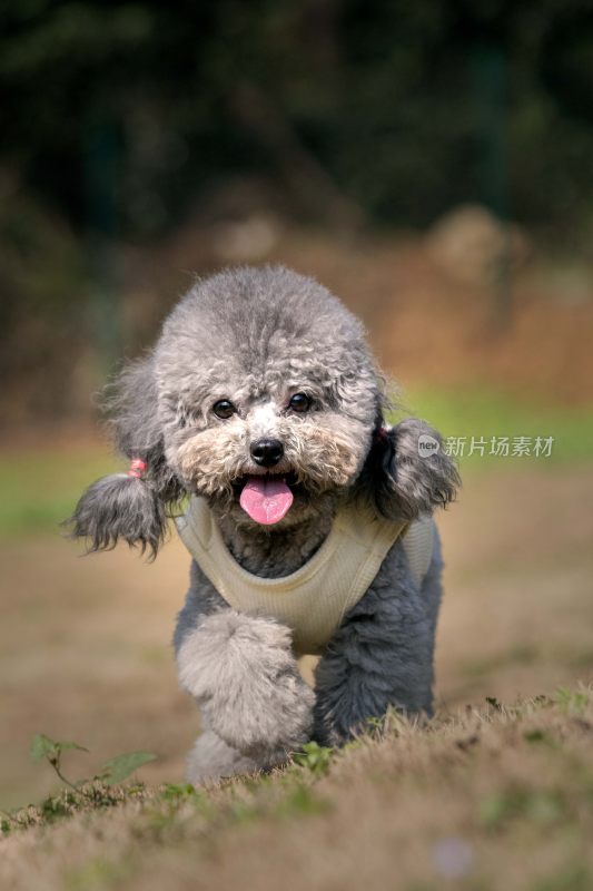 穿背心的灰色泰迪犬奔跑