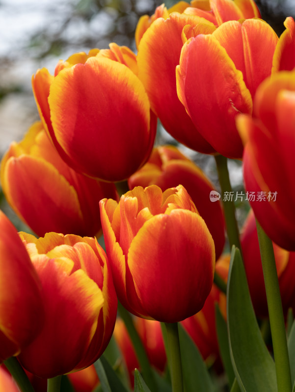 春天郁金香花朵特写