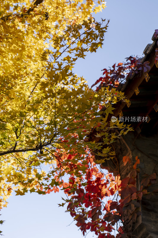 秋季红叶金色金秋建筑风光