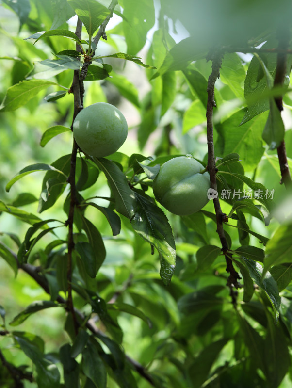 夏天大自然中的绿色果树和果实李子的风景