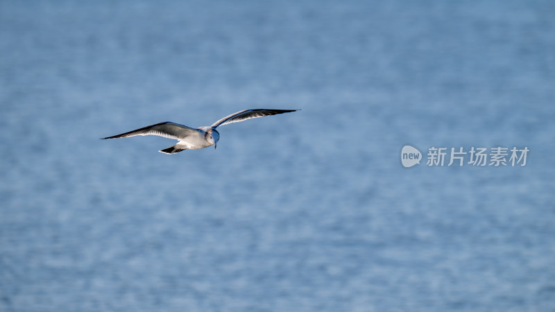 海鸥（Larus canus）