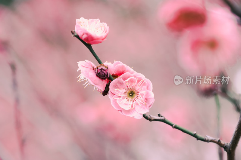 特写粉色梅花枝头绽放