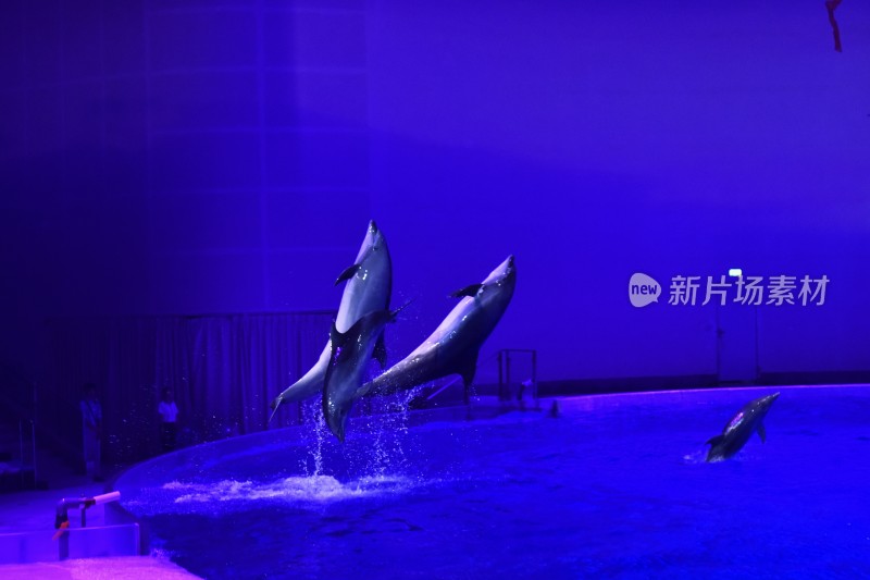 海豚表演瞬间