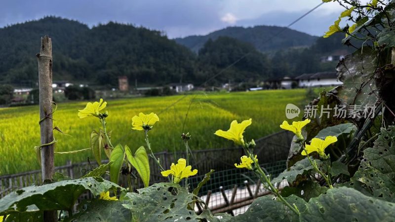 福建省泉州市德化县佛岭村乡村烟火气场景图