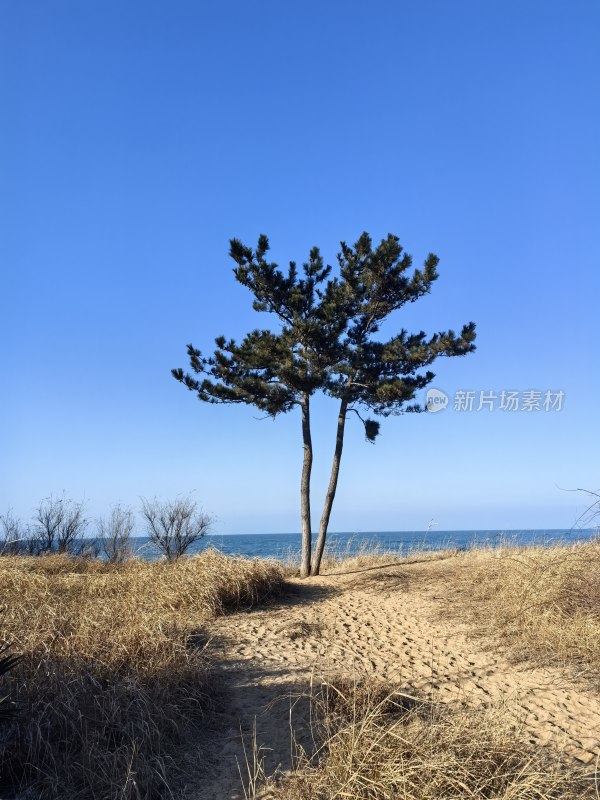 威海国际海水浴场冬季海岸沙滩风光