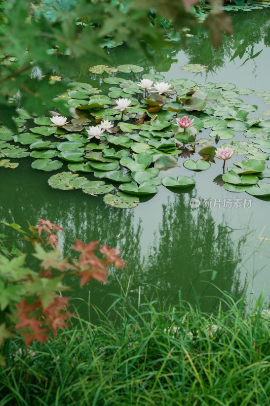 北京国家植物园睡莲