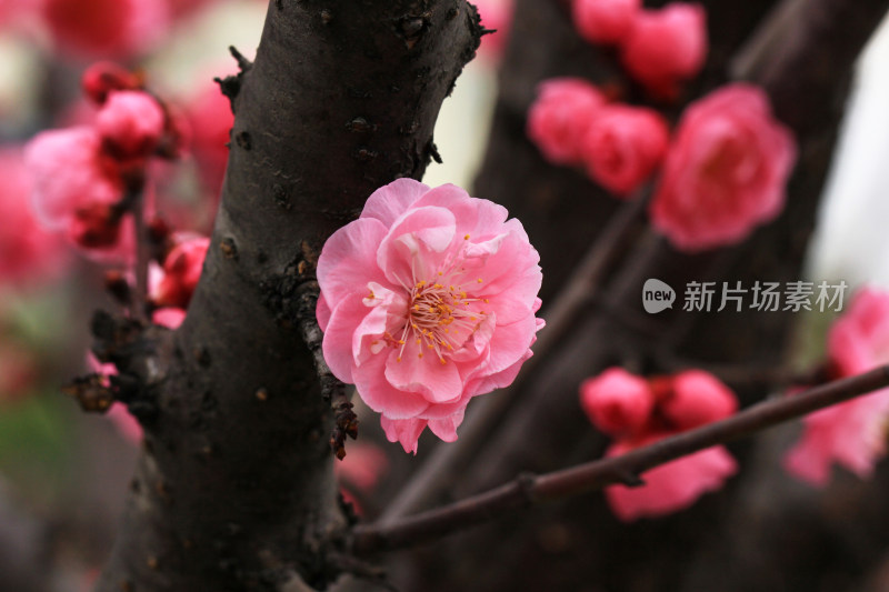 初春绽放的粉红色梅花