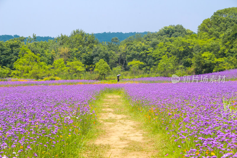 紫色花海田园小径