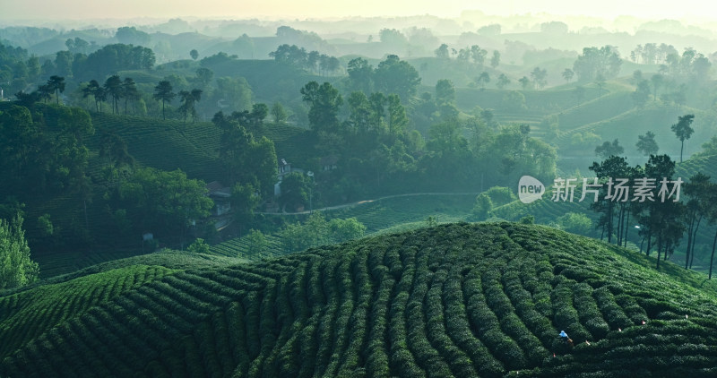 茶园茶山美丽乡村