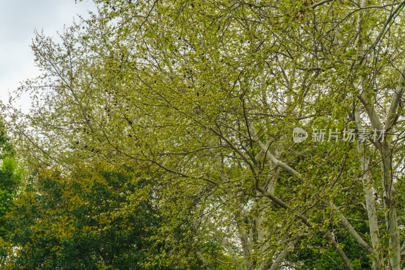 枝叶繁茂的绿树景观