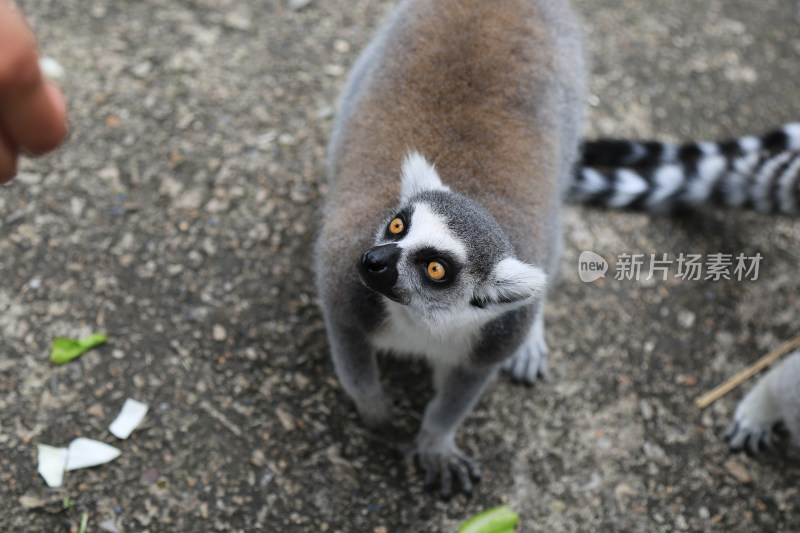 灵动眼神的狐猴