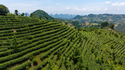 茶叶茶山茶艺茶园采茶茶红茶绿茶春茶茶叶茶