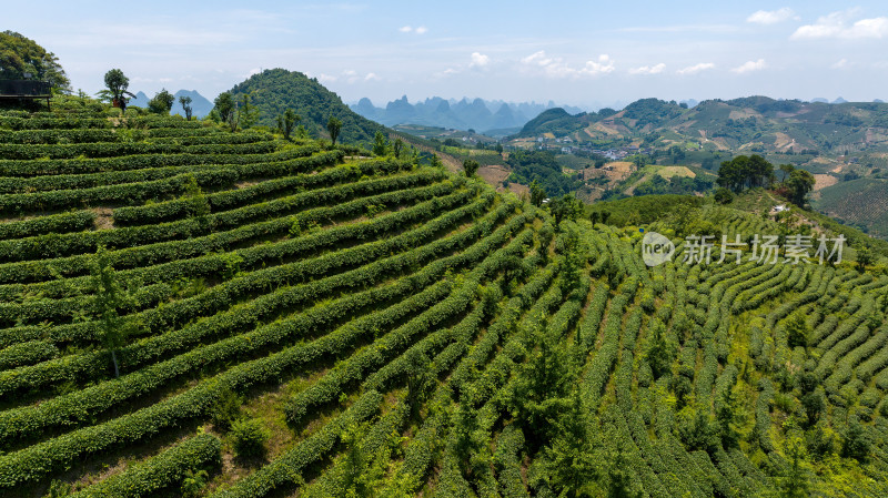 茶叶茶山茶艺茶园采茶茶红茶绿茶春茶茶叶茶