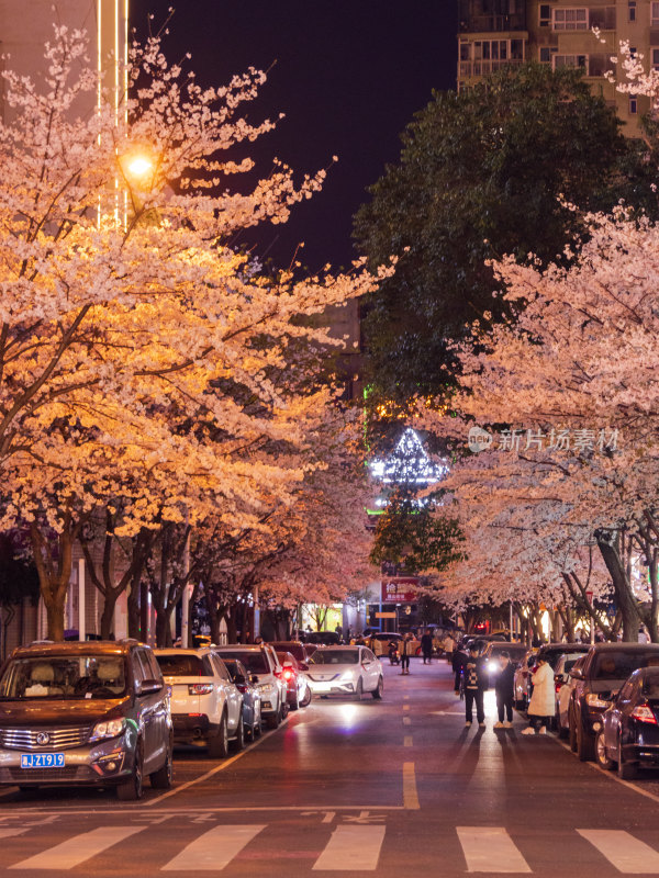 湖南常德府坪街春季樱花街道夜景