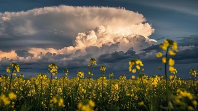 油菜花田与天空