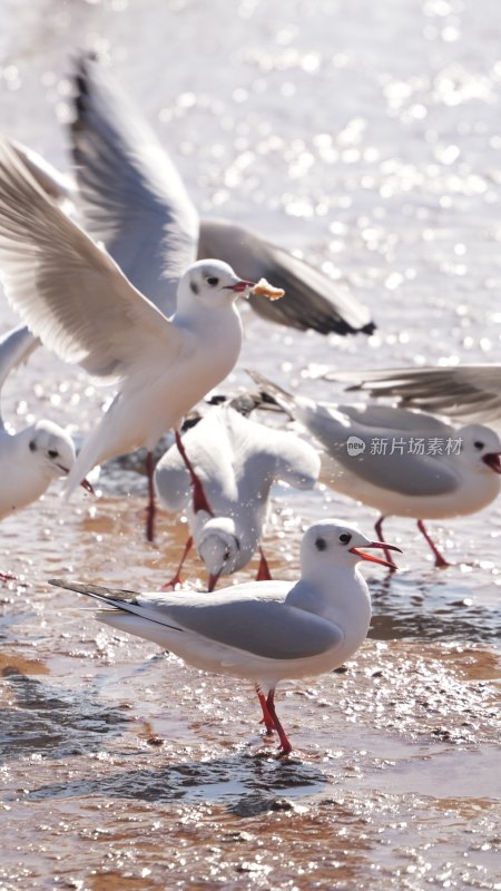 海边成群海鸥觅食嬉戏的场景