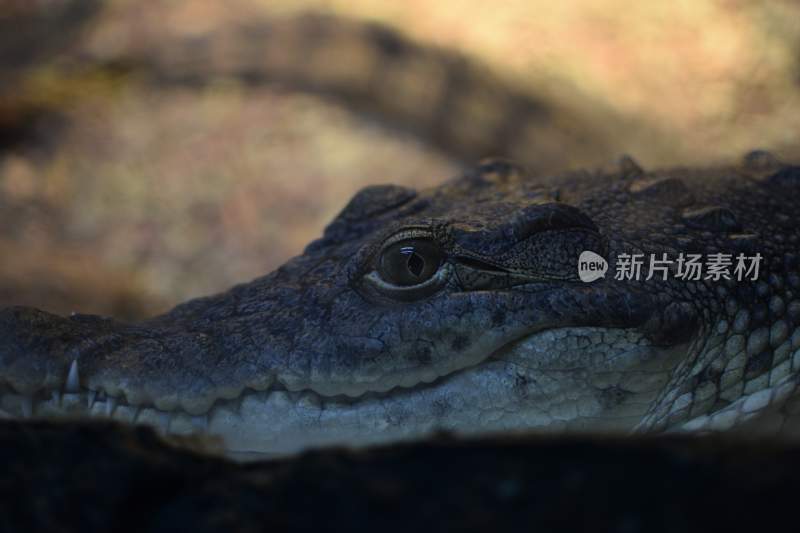 野生动物鳄鱼掠食动物