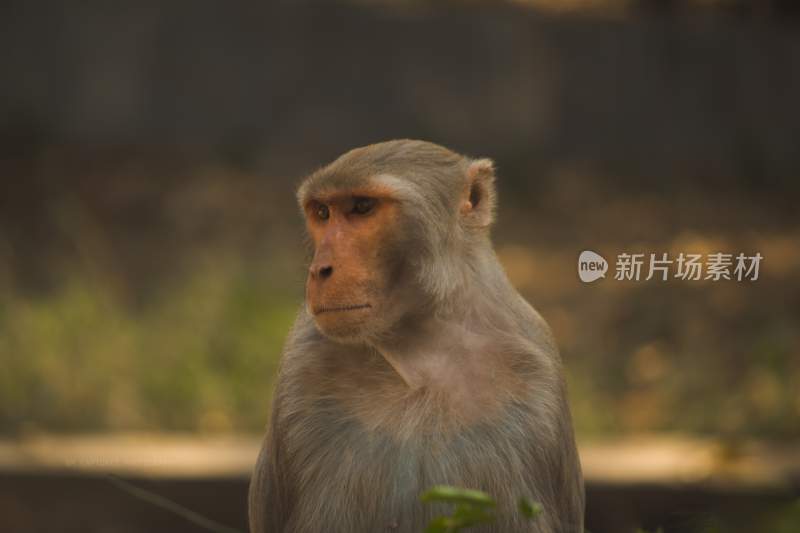 野生动物猴子