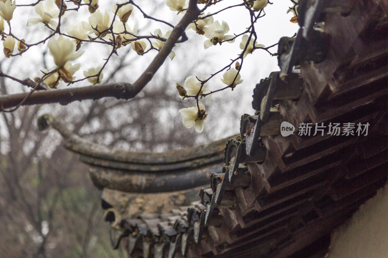 唯美园林玉兰花开美景 留园春天