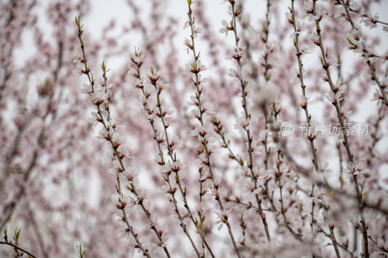 桃树桃花桃树林