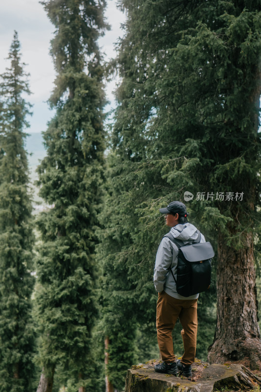 新疆那拉提景区森林菜地树木