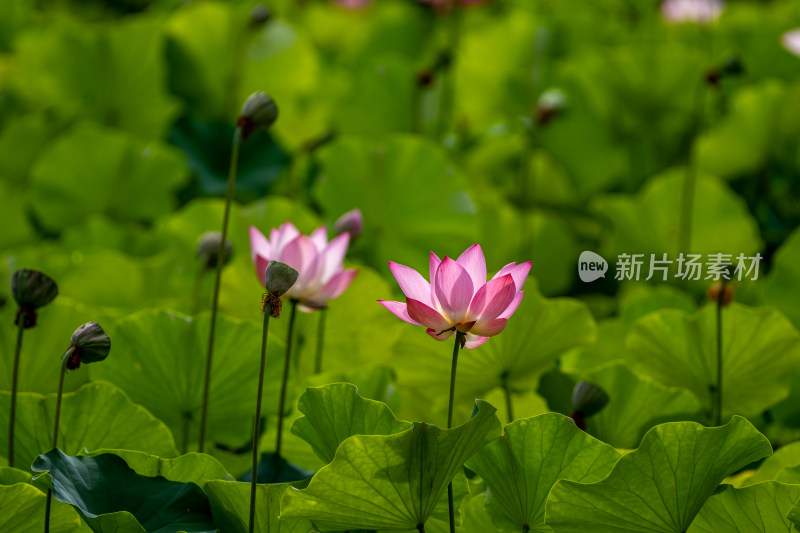 夏天荷花盛开特写