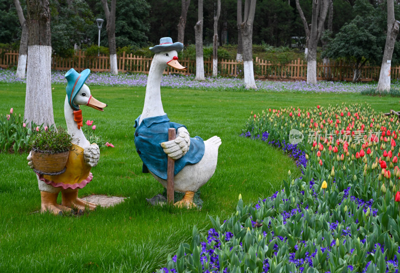 南京市绿博园荷兰园郁金香
