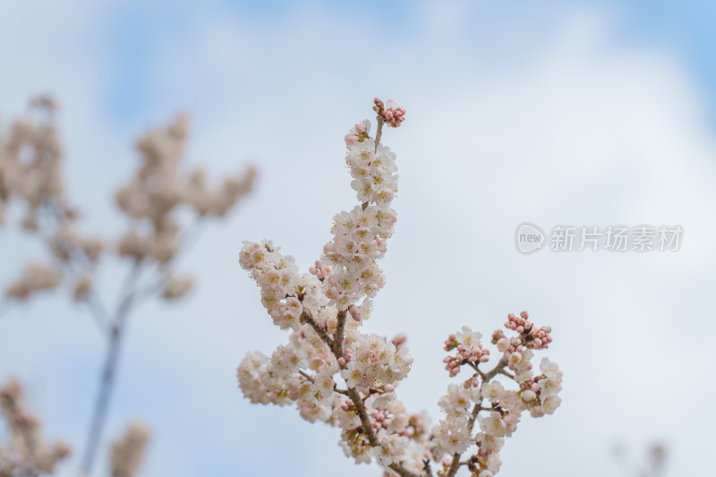 盛开的杏梅花