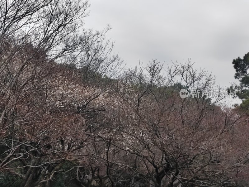 冬季山林树木枯枝与初绽花朵景象