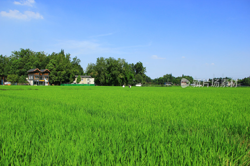 现代农业稻田，绿色生态田地