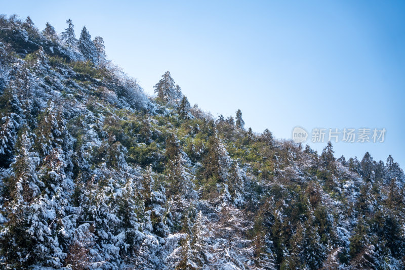 冬天落雪的树林