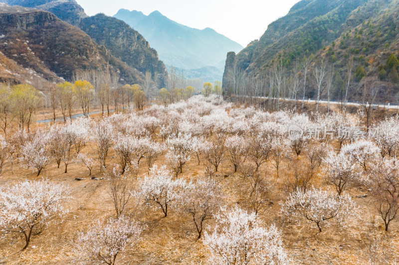 春天北京山区公路旁盛开的山杏花