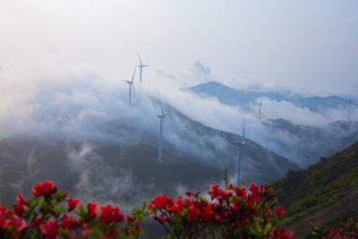 杜鹃花风车云海