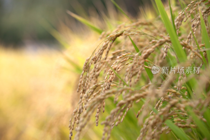 中国重要主食之一的稻米种植在田间