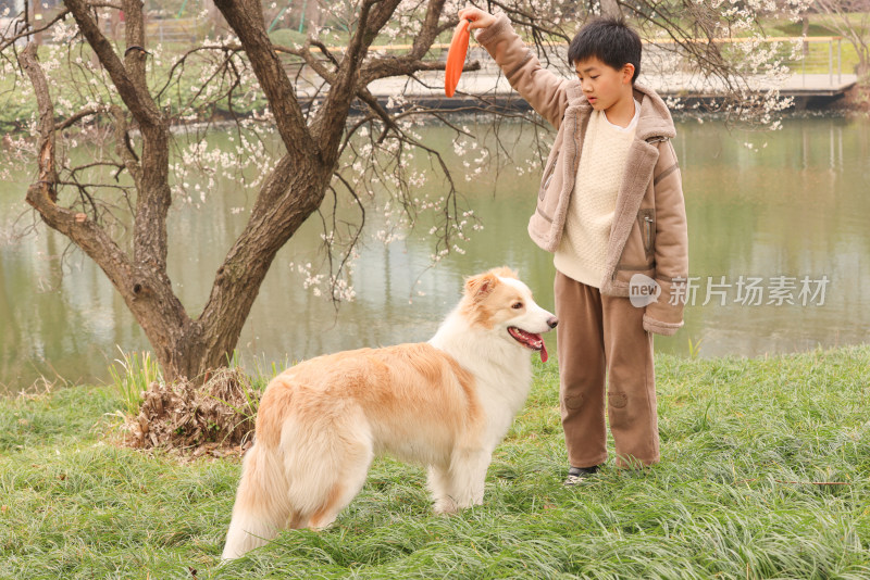 小男孩和宠物边境牧羊犬在草地上玩飞盘