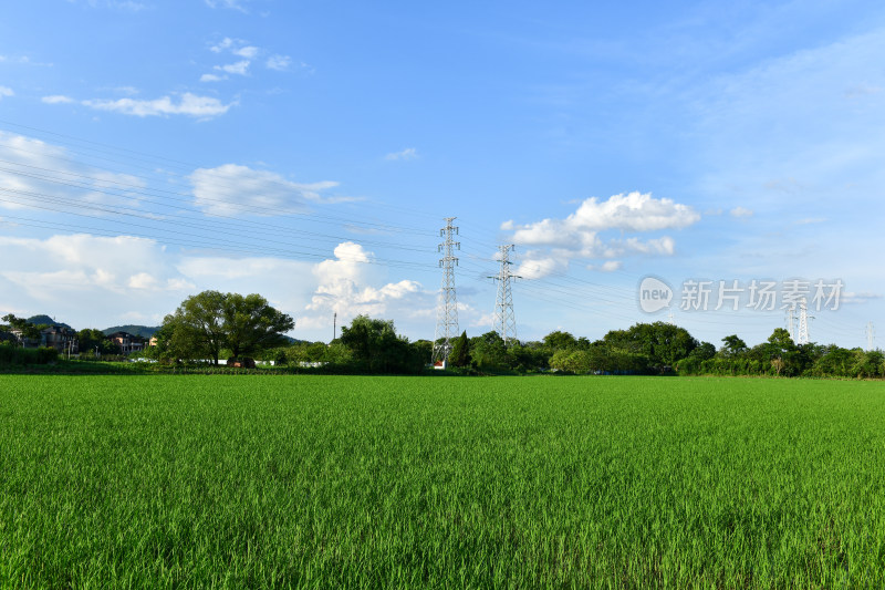 美丽乡村蓝天白云水稻田