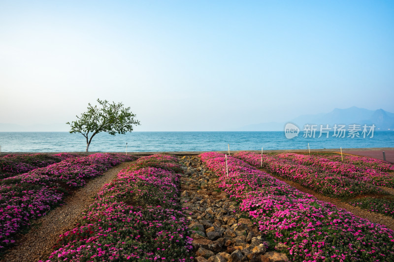 云南抚仙湖畔的花海