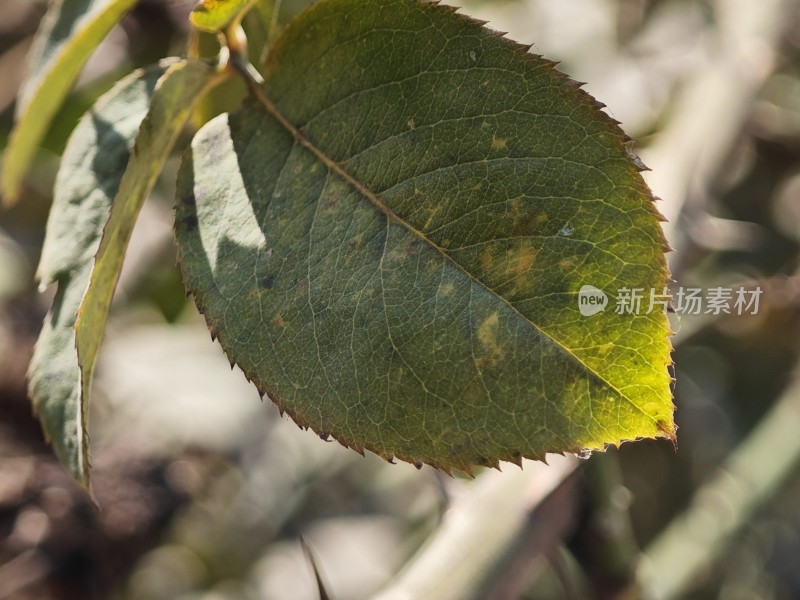 枯黄的叶片特写