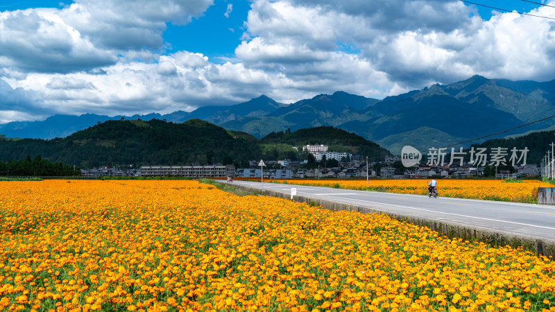 乡村道路旁的花田