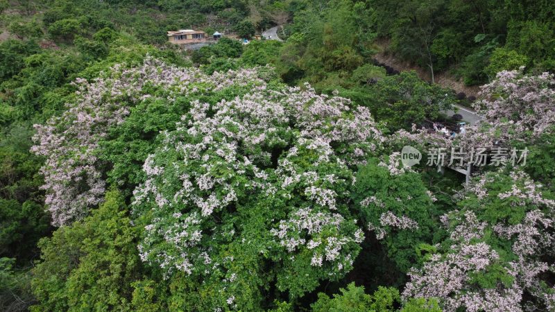 广东东莞：短萼仪花盛开