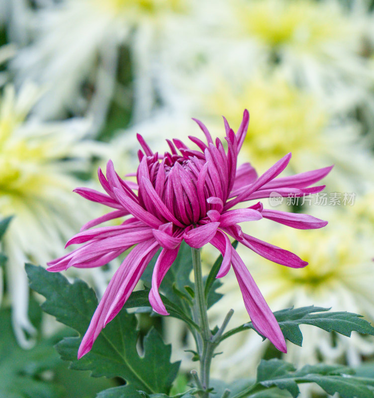 公园里的紫色菊花